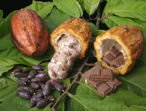 cacao_produces